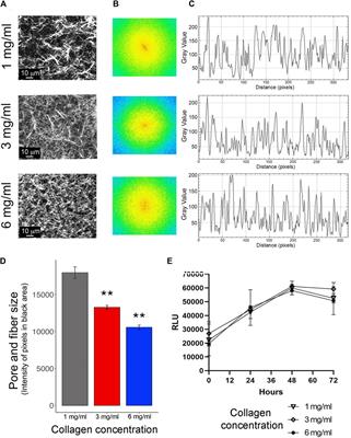 Three-dimensional cell culture conditions promoted the Mesenchymal-Amoeboid Transition in the Triple-Negative Breast Cancer cell line MDA-MB-231